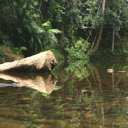 Daintree Rainforest Bungalows Villa Cow Bay Екстериор снимка